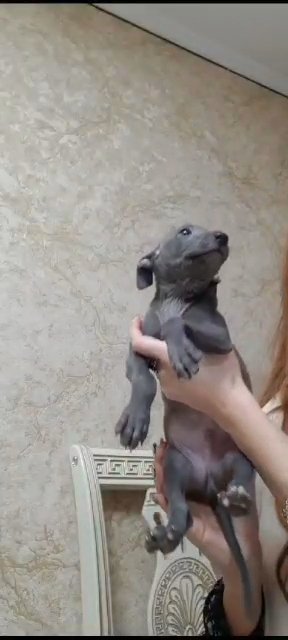 Italian Greyhound Puppy in Dubai