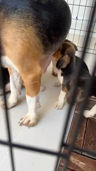 Beagle Puppy in Dubai