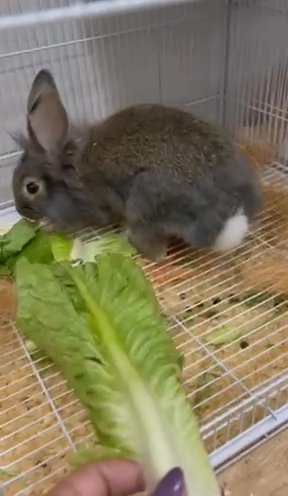Lion Head Bunnies in RAK City