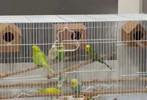Budgi Pairs For Sale in RAK City