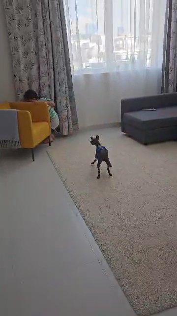 Mexican hairless male in Abu Dhabi