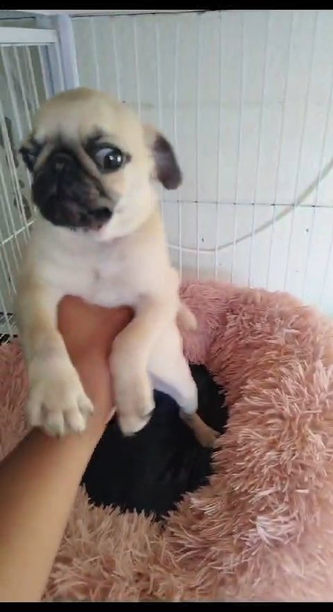 Pug Puppy Available On Offer in Dubai