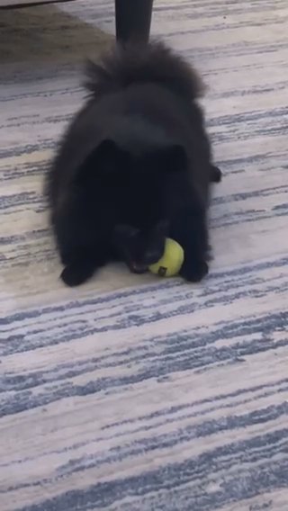 Teacup Pomeranian in RAK City