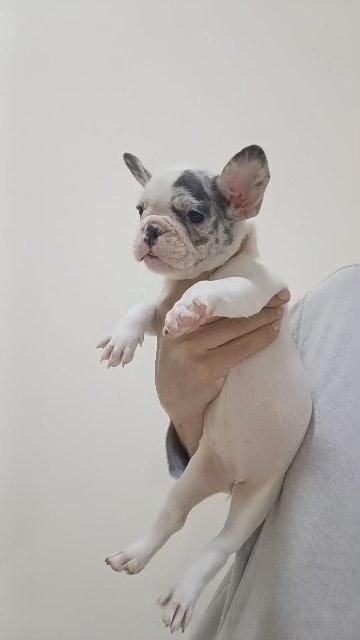 Blue eyes Female puppy in RAK City