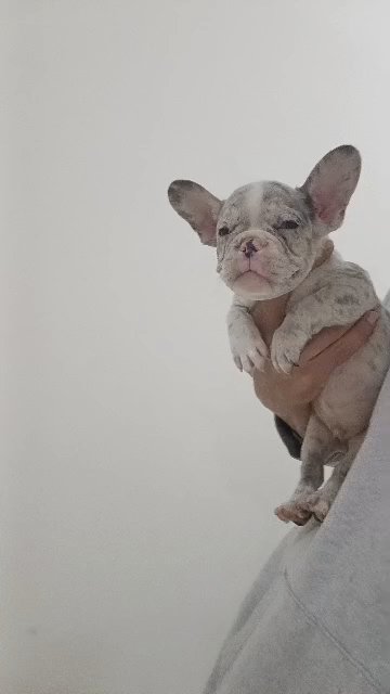 blue eyes lilac Merle male puppy in RAK City