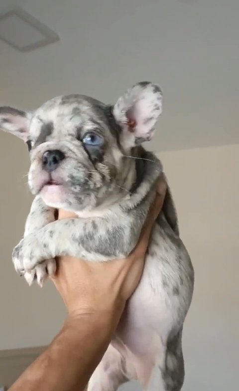 Blue eyes lilac merle puppy in RAK City