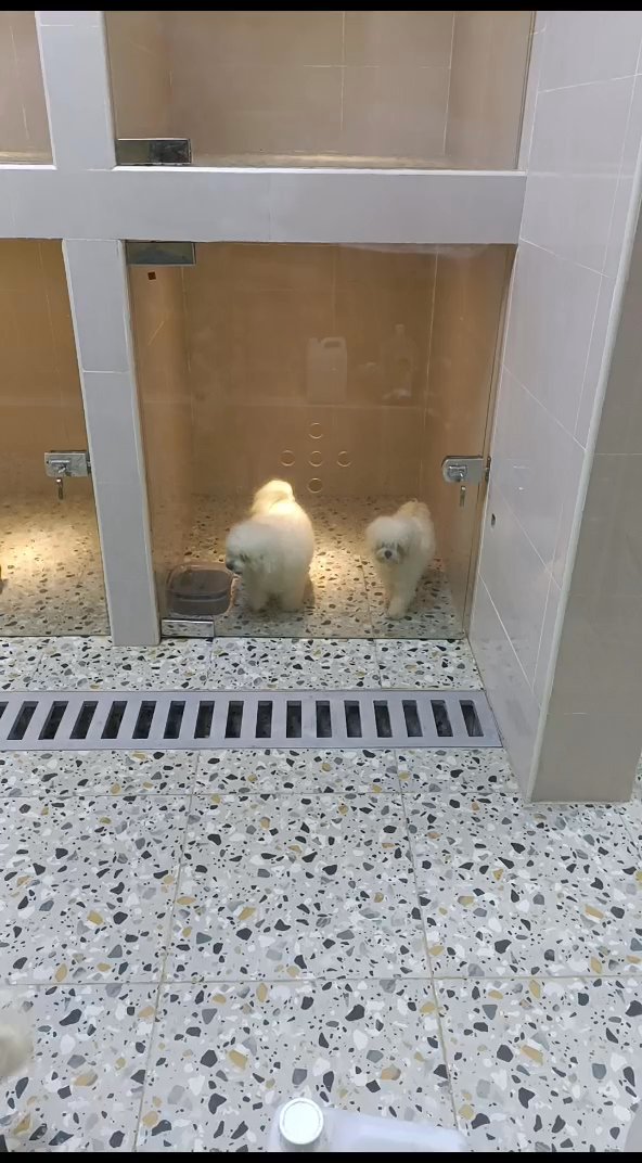 Top quality Maltipoo in RAK City