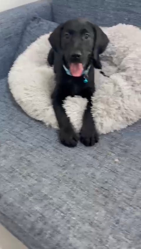 black Labrador female puppy in RAK City