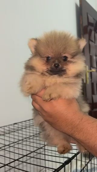 Pomeranian Mini 2   Month in RAK City