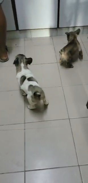 french bulldog in Sharjah