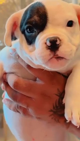American Bully Pocket Size Puppies in Dubai