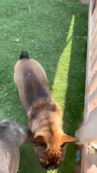 Pure Male French Bulldog in Dubai