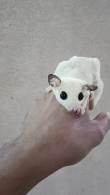 marvel sugar glider female in Dubai