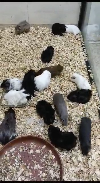 guinea pig in Dubai
