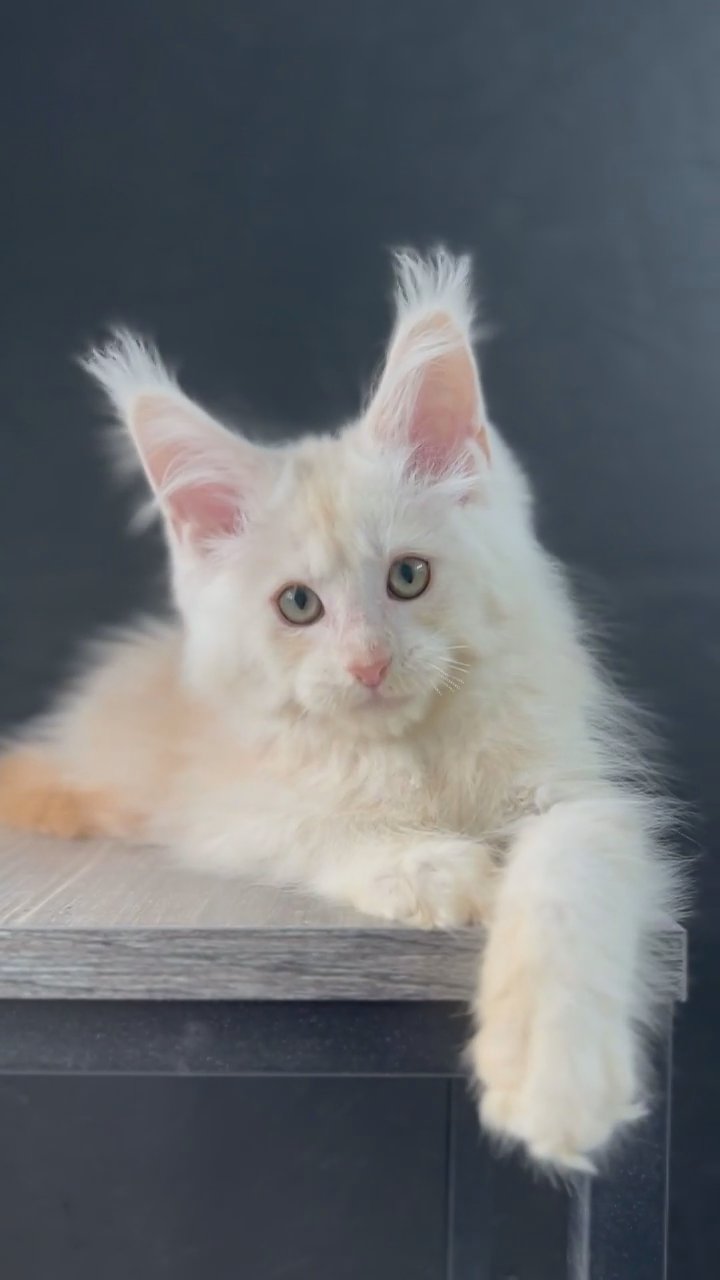 Mainecoon in Sharjah