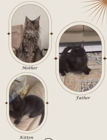 Pure Mainecoon Kittens in Al Ain