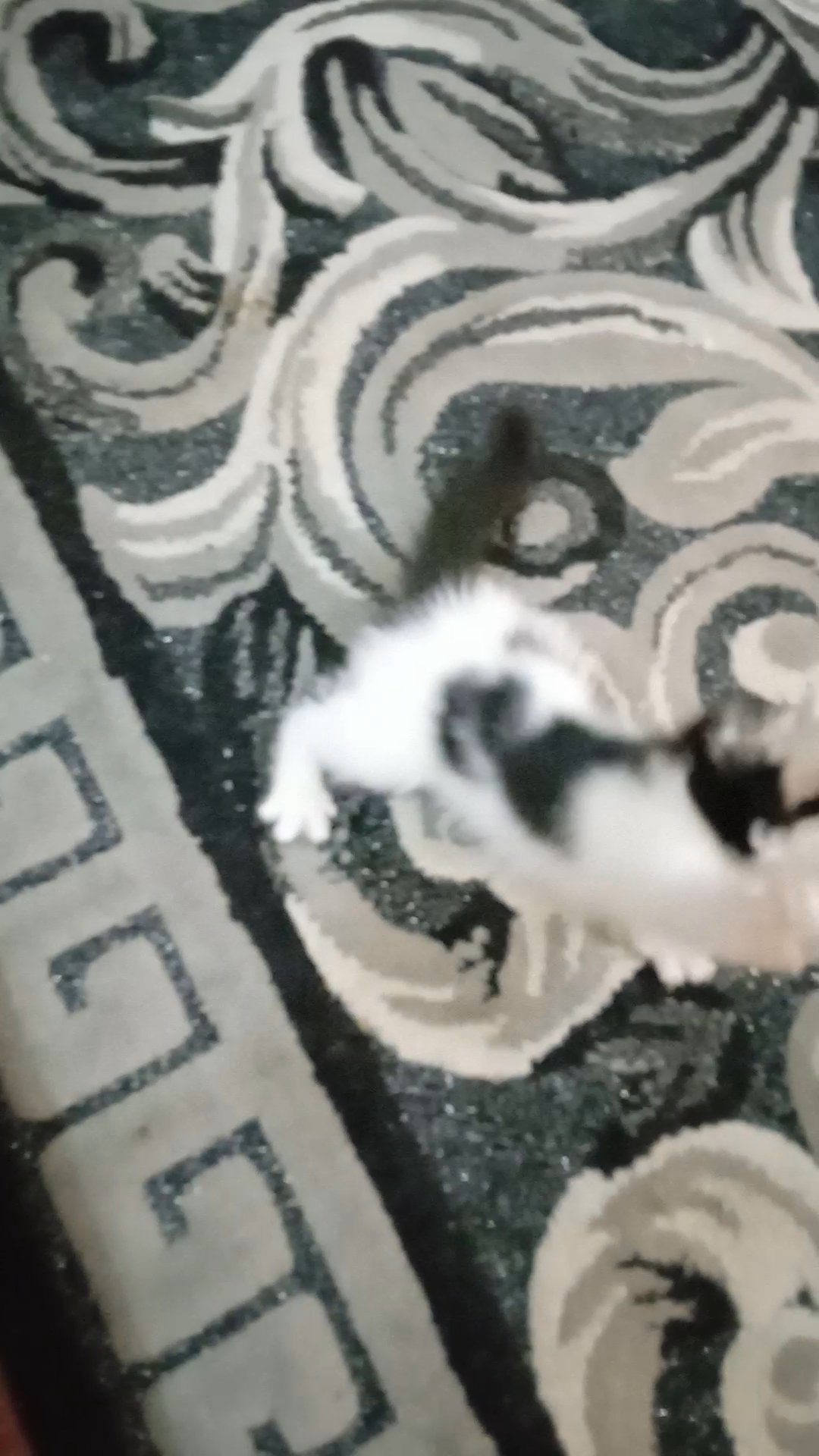 Scottish straight bicolor kitten female 6 weeks old in Al Ain