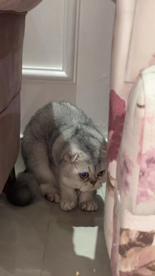 scottish fold ns11 in Al Ain