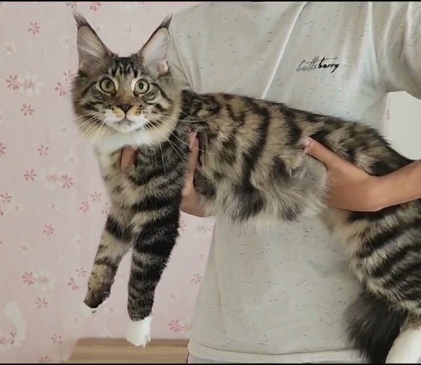 Luxury large size Maine coon pure with pedigree in Dubai
