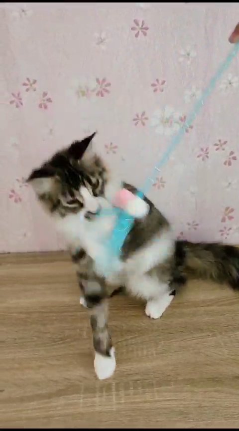 Maine coon pure breed with pedigree in Dubai
