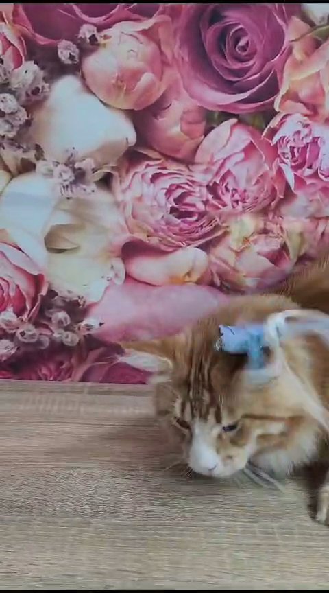 Luxury Maine coon pure with pedigree in Dubai