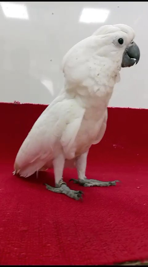 كوكاتو امبريلا in Ajman