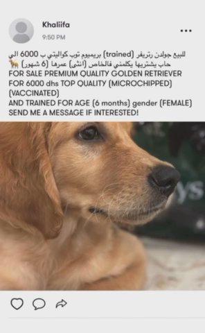 Golden Retriever in Ajman