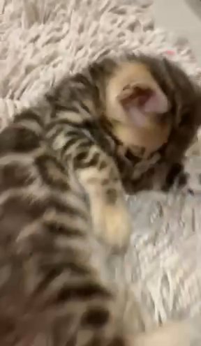 Bengal Kittens in Ajman
