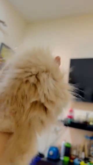 Persian Kitten in Ajman