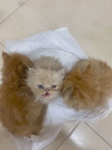 Persian in Ajman