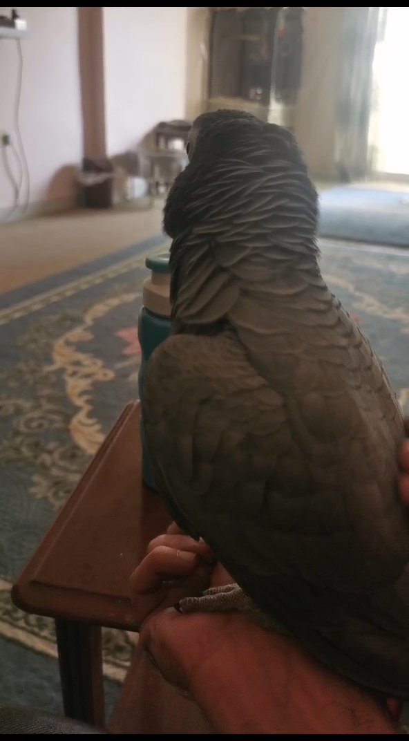 African grey in Ajman