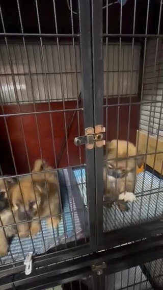 Maltese X Pomeranian in Dubai