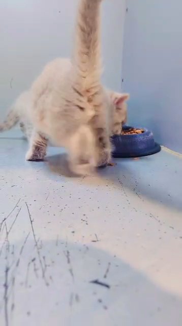 Scottish fold and British Shorthair in Dubai