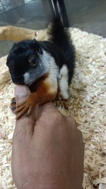 provide squirrel 🐿️🐦 in Dubai