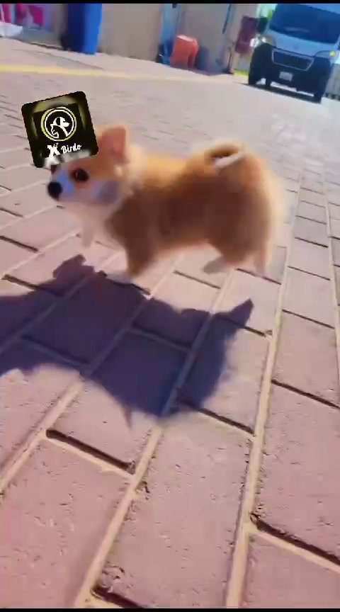 Pomeranian in Dubai