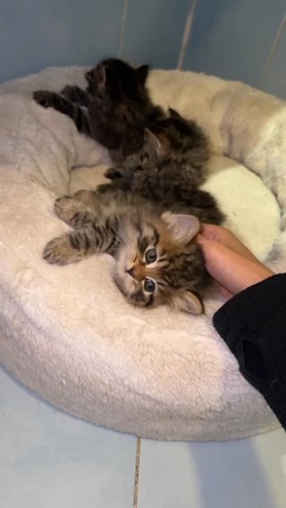 Pure Bred Siberian Kittens Available For Reservation in Dubai