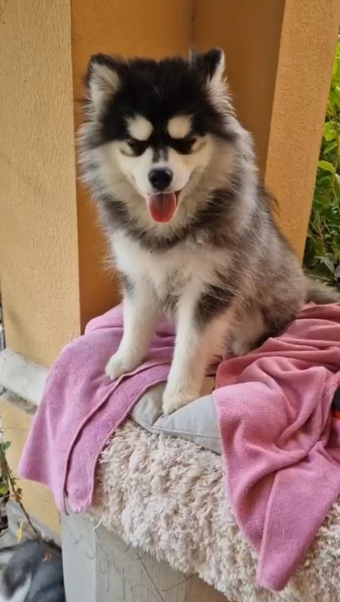 Pomsky puppies in Dubai in Dubai