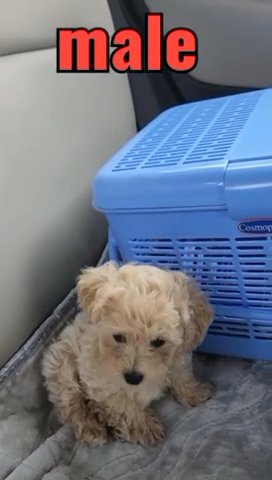 Maltipoo in Dubai