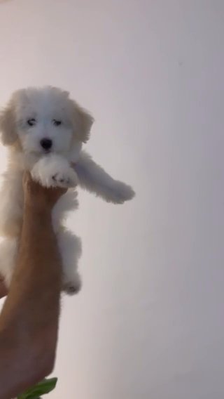 Pure Maltese in Dubai