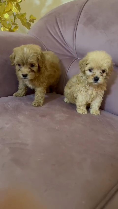 LOVELY 😍 TOY MALTIPOO PUPPIES in Dubai