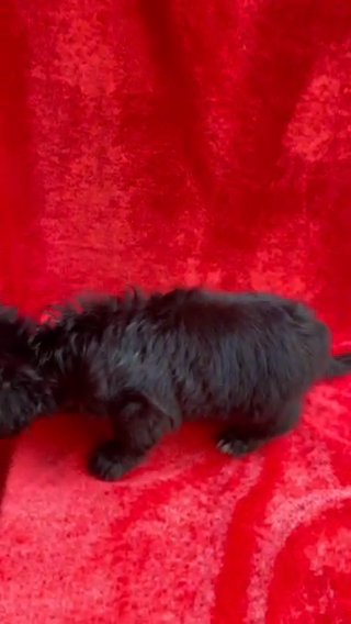 Male Puppy Havanese in Al Ain