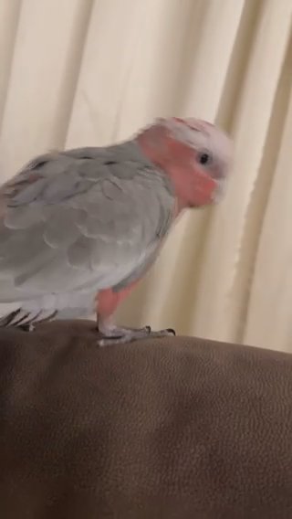 Cockato Galla قالا in Dubai