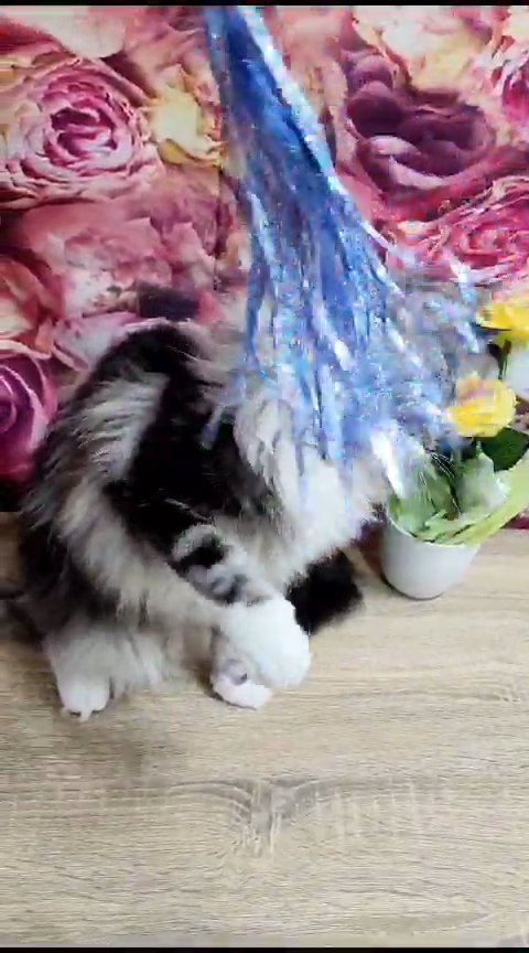 SOLD Silver maine coon pure breed with pedigree in Dubai