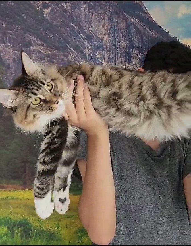 SOLD Pure breed Maine coon with pedigree in Dubai