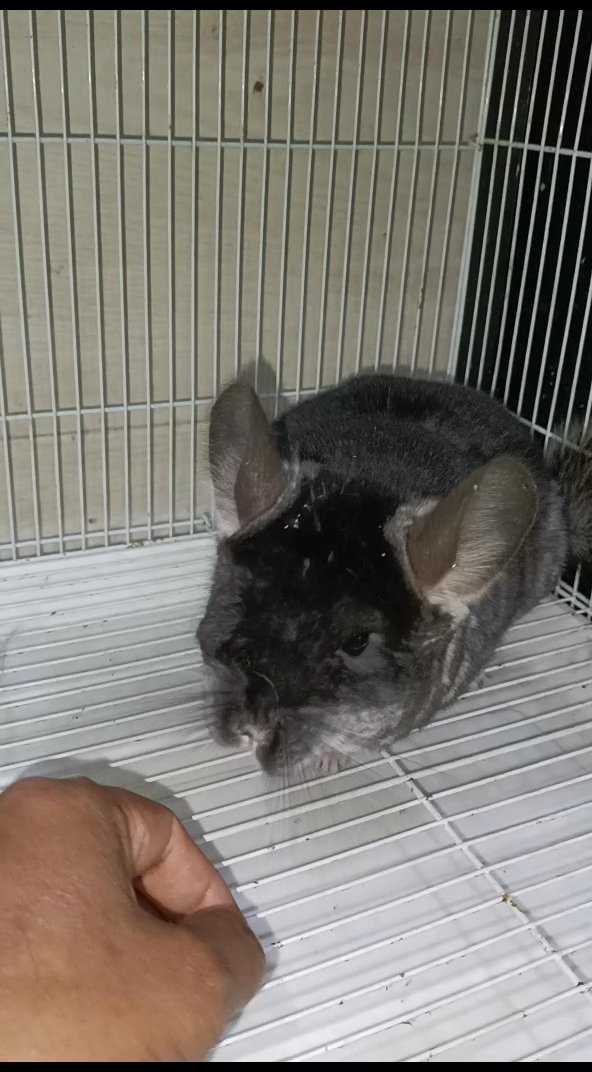 chinchilla in Dubai