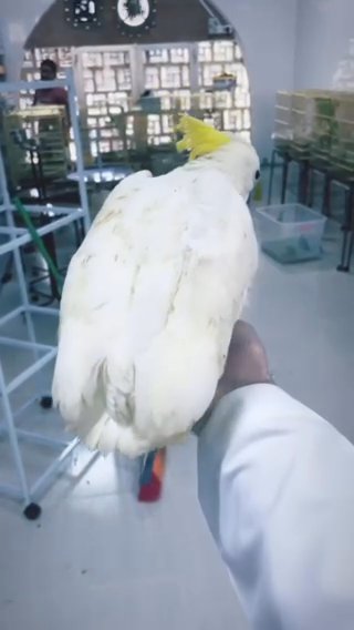 فرخ سلفر كرستد ترايتون الحبه 5500 المكان الشارقه in Al Ain