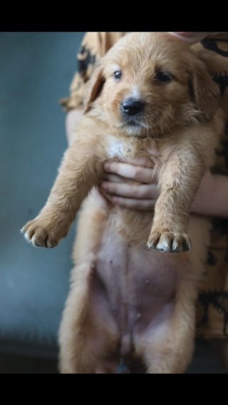 Golden Retriever Female Puppies in Ajman