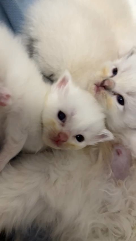 Ragdoll kittens pure blood parents from europe in Dubai