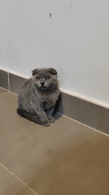 Scottish fold in Sharjah