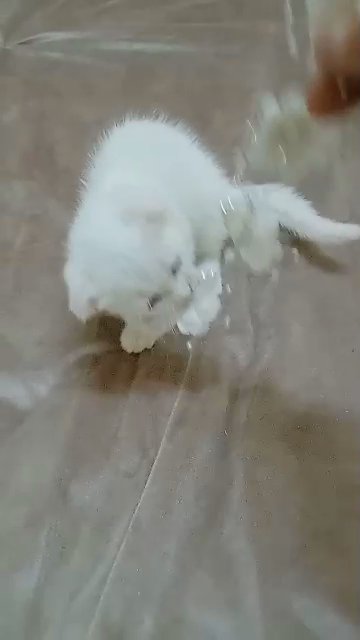 Scottish fold white male kitten, 6 weeks old, eats wet and dry food and goes into the litter box in Al Ain